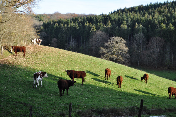 Le Chemin Côté Nord