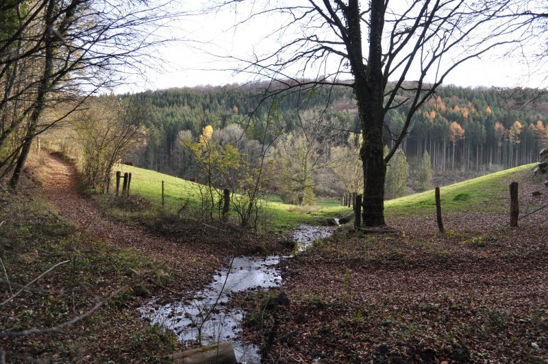 Un affluent du ruisseau de Moiron